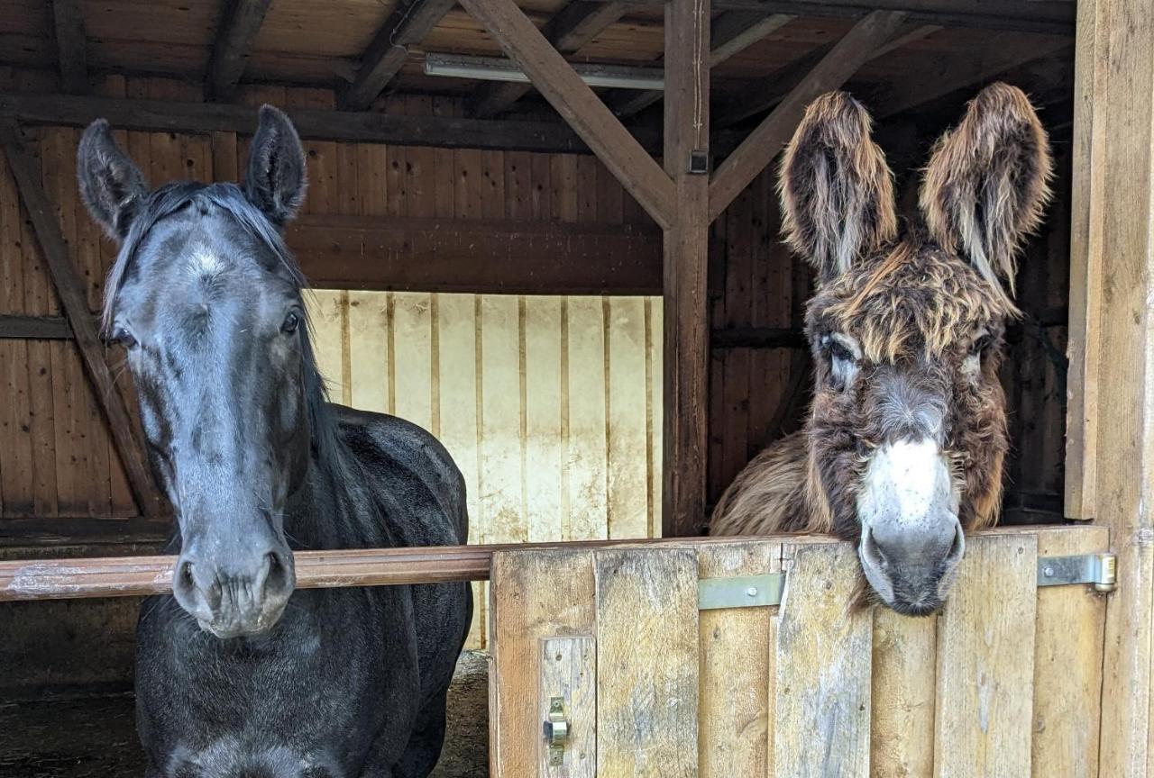 Lana Salta Alpakas - Gemuetliche Ferienwohnungen Auf Dem Bauernhof Murrhardt Exteriér fotografie